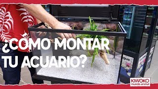 Cómo montar un acuario de agua dulce paso a paso🔧💦