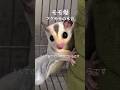 フクロモンガの本音