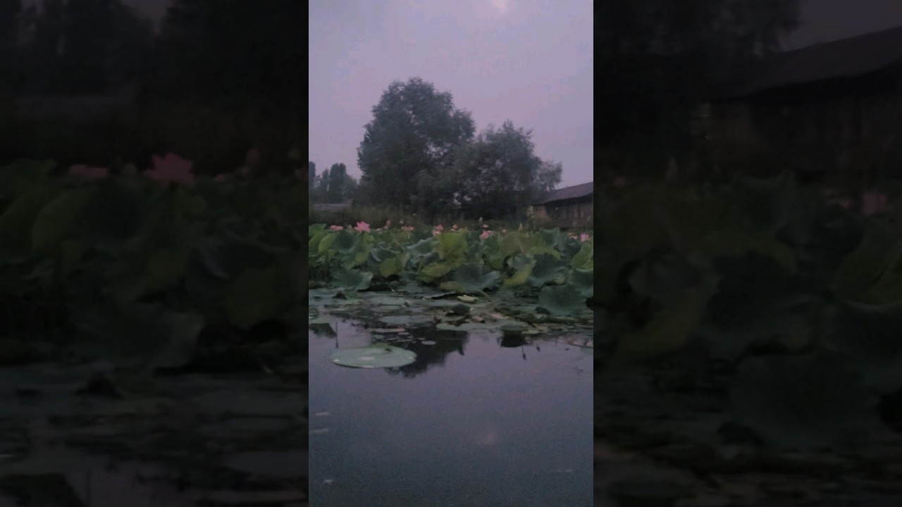 Morning in dal lake!  Lotus!!
