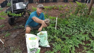 No More Splitting Watermelons or Underdeveloped Watermelons.