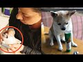 BRUSHING my CHIHUAHUA'S TEETH for the First Time !! | Ss Vlogs :-)