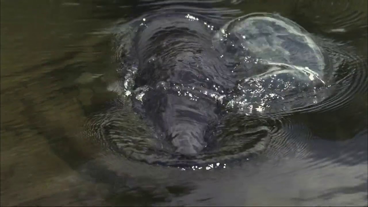 Как дышит самая большая рыба Амазонии — пираруку (Arapaima gigas) ?