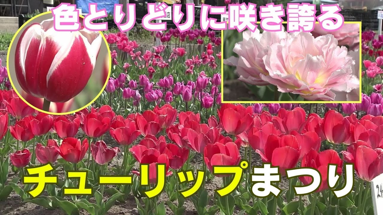 色とりどりのチューリップが見頃！『かがみ花フェスタチューリップ