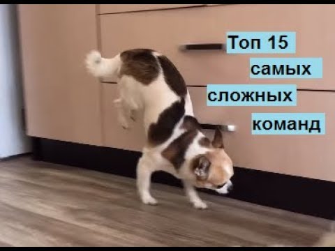 Топ 15 самых сложных команд для собаки (Top 15 difficult commands for dog)