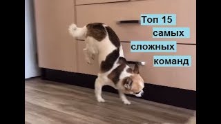 Топ 15 самых сложных команд для собаки (Top 15 difficult commands for dog)