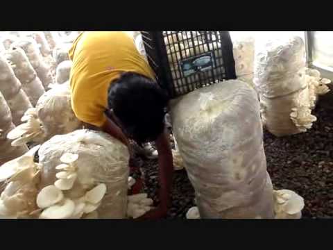 Cosechando el hongo Pleurotus (Oyster Mushroom).mp4