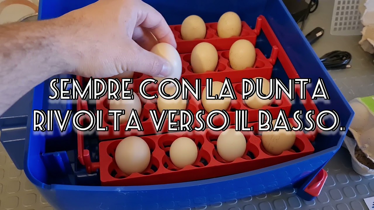 Incubata uova con BOROTTO LUMIA 16