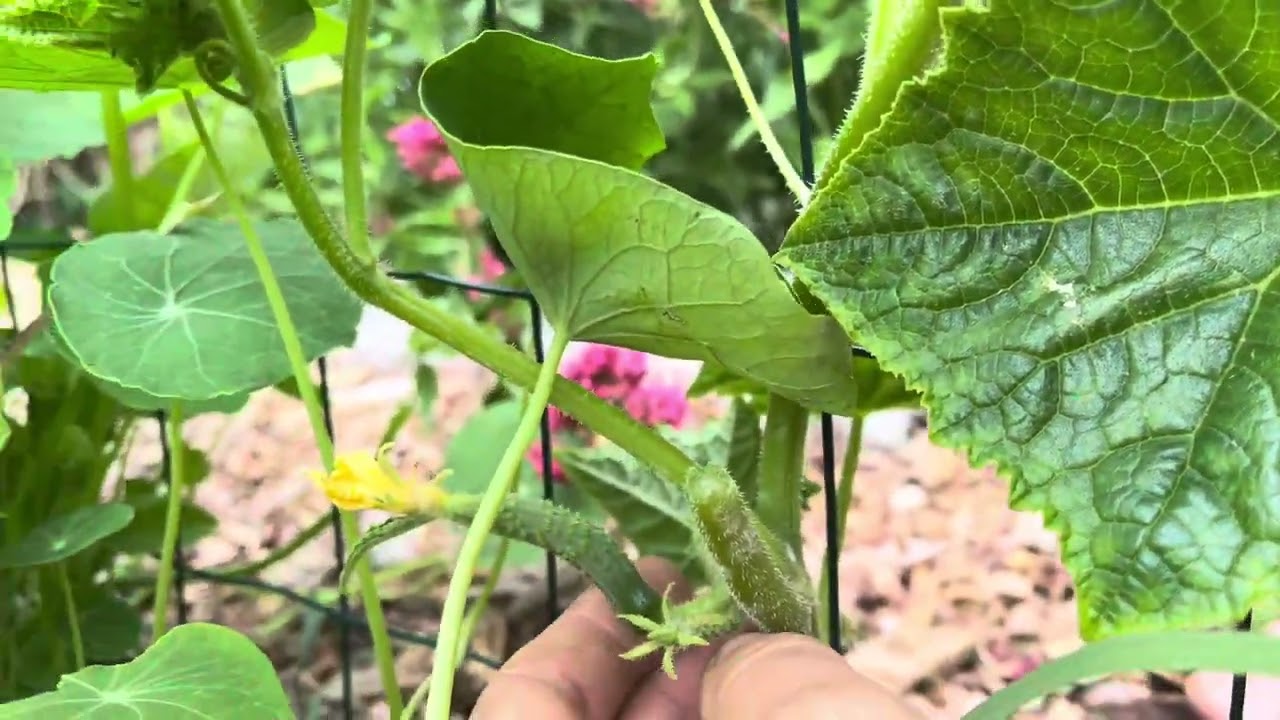 5 astuces pour réussir les concombres 🥒