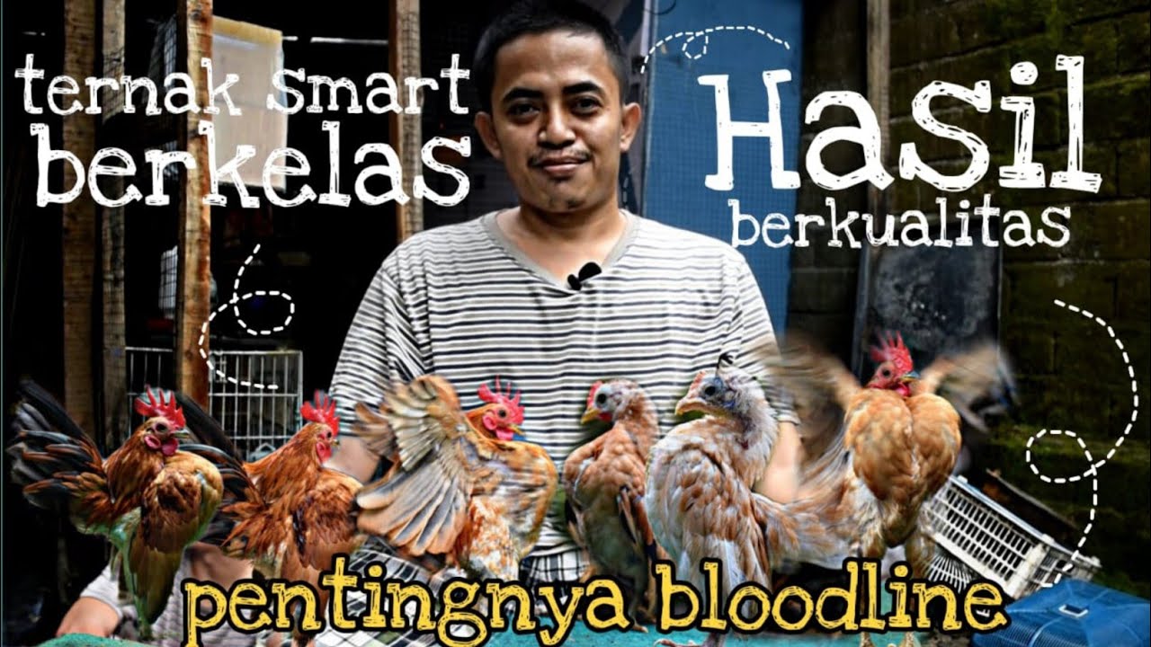 TERNAK SMART BERKELAS HASIL BERKUALITAS || bloodline serama chickens