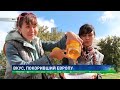 С пчелиных пасек – на мировые полки: ВКО расширяет рынки сбыта до 20 стран