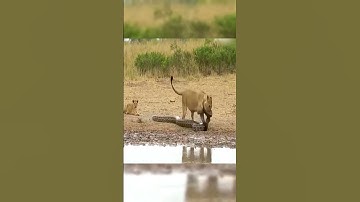 Lioness Risks Her Life to Save Cub from Giant Python | Epic Wildlife Rescue