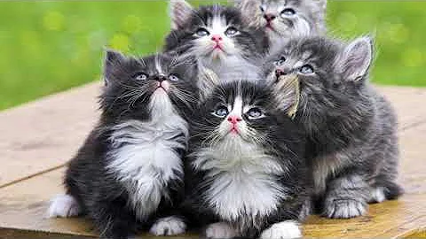 Cat Body Language Tail And Meaning