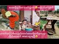 အူတက္ေအာင္ရယ္ရမယ့္ tik tok အခြီးေလးေတ😂😂-funny tik tok(75)