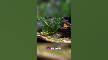 Essential Hardscaping Tips: Preventing Digging Disasters