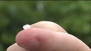 Small plastic leads to big environmental impact | NBC 7 San Diego
