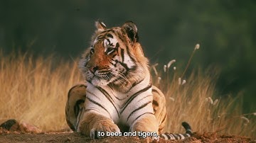 IUCN Save Our Species - Protecting threatened wildlife by focusing on species, habitat and people