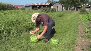 How Do You Know When Watermelons Are Ripe?