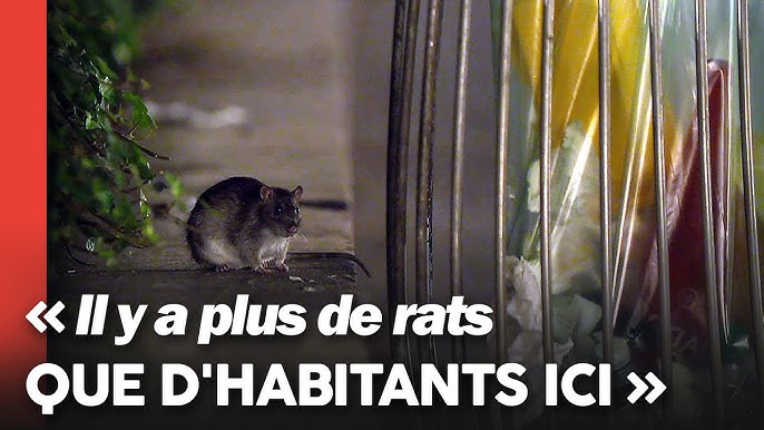 Repulsif Ultra Son Rats-Souris X2 /Nc - Barriere A Rongeurs 