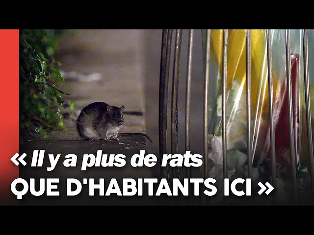 À Paris, l'invasion de rats inquiète les habitants des quartiers infestés -  YouTube