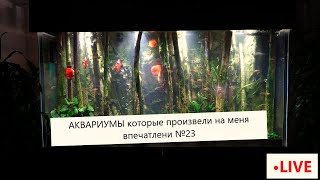 Аквариумы которые произвели  на меня впечатление №23 (Рифы , Малави, Тетрадон , интерьерные коряги)