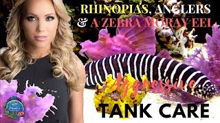 Rhinopias Fish, Anglers & A Zebra Moray Eel  Aggressive Tank Care  Mindi's Coral Reef