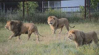 Набег львов на прайд Чука ! Тайган. Fight of lions in Crimea!