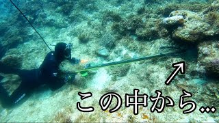 海底10mにある穴に銃をぶち込んだら中からあの高級魚が！！！
