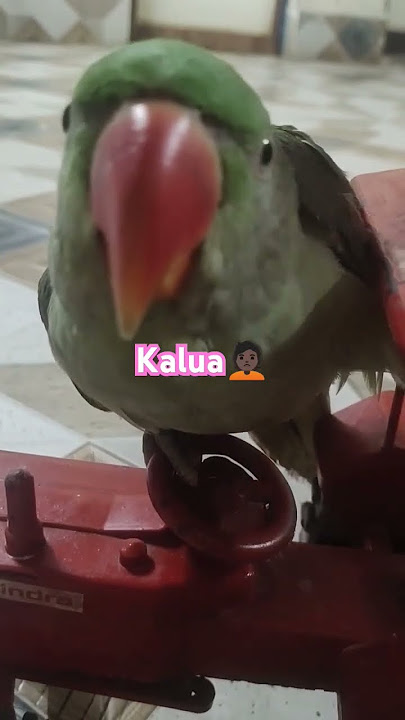 Jo aadmi kalua ko nahi janta k9si ko nahi janta🙎🏿😂#viral#trending #funny#parrotcomedy😂😂#youtubeshort