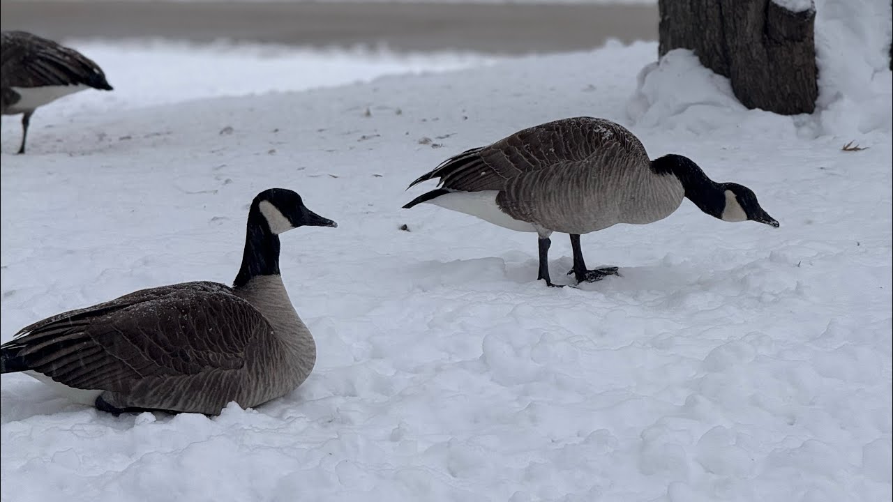 Красивая зимняя прогулка😍🐿️🦆предпоследний день в Иллинойсе🇺🇸