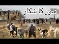 Soor ka shikar 2024 boar hunting with dogs wild boar pig hunting pakistan kashmir 