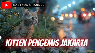 Kitten Si Pengemis Pinggir Jalan Jakarta.