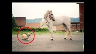 Top 10 Small Dogs With Big Personality | Top 10 Pets by Aspin 3,318 views 6 years ago 4 minutes, 18 seconds