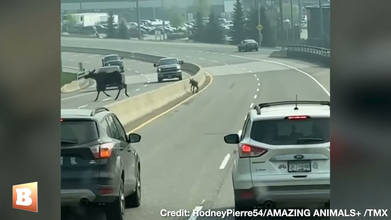 Traffic Stands Still as Adult Moose Leads Moose Calf Off Busy Road