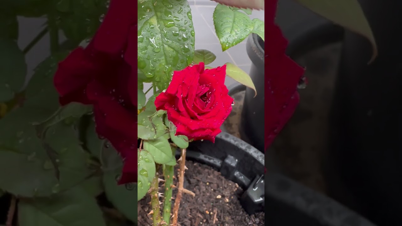 Happy Valentines Day | Sydney, Australia 