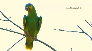 CURICA canto (AMAZONA AMAZONICA), ORANGE-WINGED PARROT, ORANGE WINGED AMAZON, Papagaio-do-mangue.