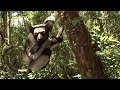 Five special things about indri  island of lemurs madagascar featurette