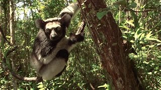 Five Special Things About Indri - Island of Lemurs: Madagascar Featurette