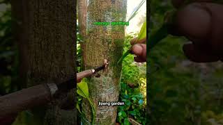 big tree grafting technique🌱🍋🍋 #grafting #satisfying #gardening #plantgrafting #graftingmango
