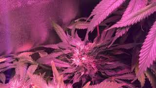 Flower Room Tour- Nute Burn- Week 7