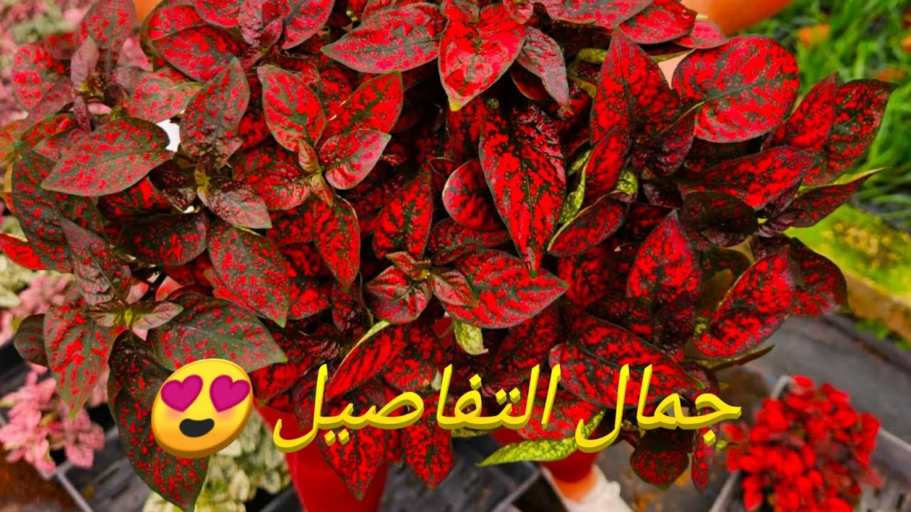 زراعة نبات ثوب الدهان ( نبات خرافي 😲😍)