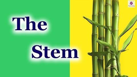 Parts of a Plant - The Stem | Environmental Studies Grade 3 | Periwinkle