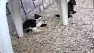 crazy kittens attack