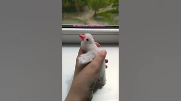 самодельный крохотный гусь обнимусь