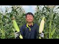 米ぬか肥料で野菜が大きく育つ 26/7/16