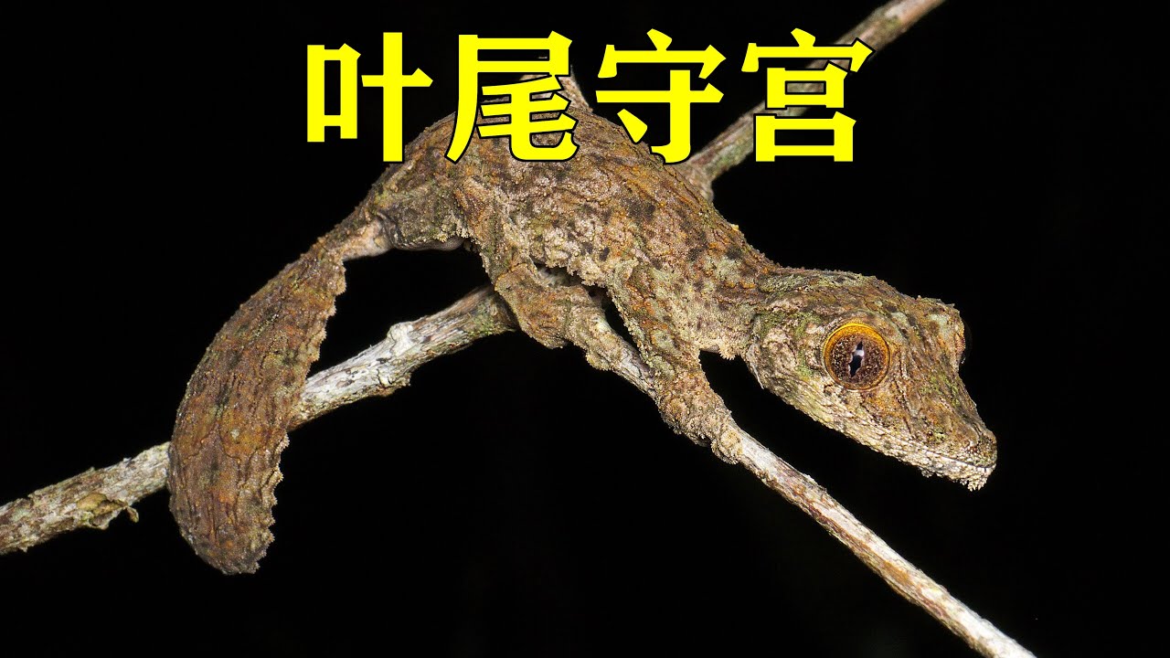 叶尾守宫（Uroplatus sikorae）
