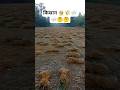 किसान 👳 साथ खेल 🧗💦🌪️⛈️🌾🌾🌾🌾🚜👳🙏 #shortvideo