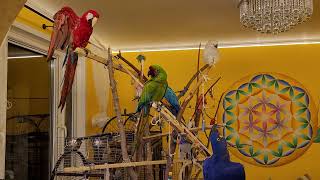 Попугайские будни!) Попугай ара, какаду, Гиацинтовый Ара, смешной попугай, говорящий попугай.