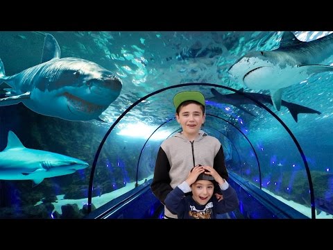 Vidéo: A Quoi Ressemblent Les Dauphins D'aquarium