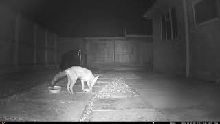 20260824 Fox