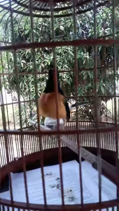 Murai batu kepala putih Borneo: White crowned shama | Mix kicau angguk SB